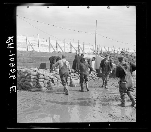 Piling sandbags along the levee during the height of the flood. Cairo, Illinois