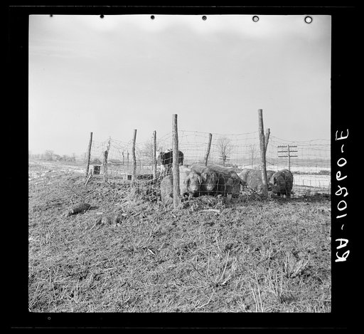 Hogs in an improvised pen on the levee near Cache, Illinois, during the 1937 flood