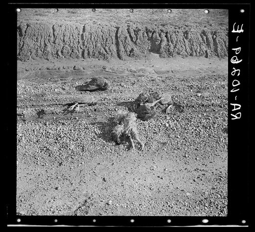 Flood-drowned chickens on road near Maunie, Illinois