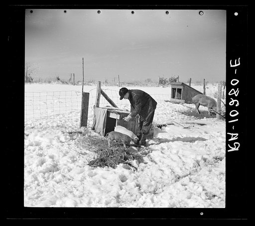 Oscar Gaither, tenant farmer near McLeansboro, Illinois, feeding his pigs