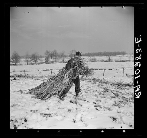Oscar Gaither dragging fodder to feed his horses. Near McLeansboro, Illinois. Gaither is a tenant farmer