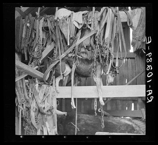 A police dog who became entangled in harnesses during the flood and was drowned. Indiana
