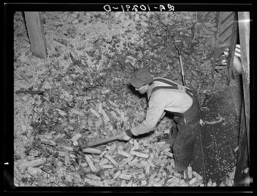 Workman removing flooded corn from crib at hominy mill. Mount Vernon, Indiana. Several thousand bushels were lost in this crib which was built above level of 1913 flood, previously the greatest on record