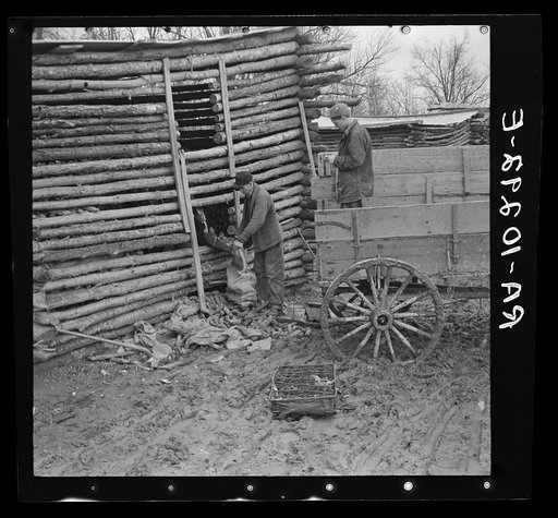 Men removing water-logged corn from crib after flood. Port Township, Posey County, Indiana