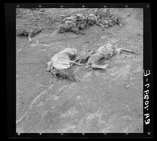 Chickens who were caught in the flood and drowned. Posey County, Indiana