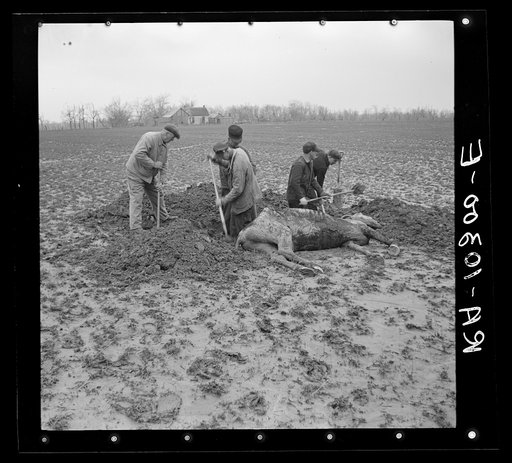 Digging grave for drowned mule. Posey County, Indiana