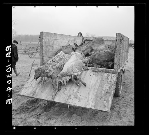 Two drowned sheep being loaded onto a truck. Aftermath of the flood. Posey County, Indiana