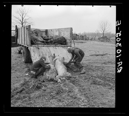 Loading dead sheep onto a truck in flooded area. Posey County, Indiana