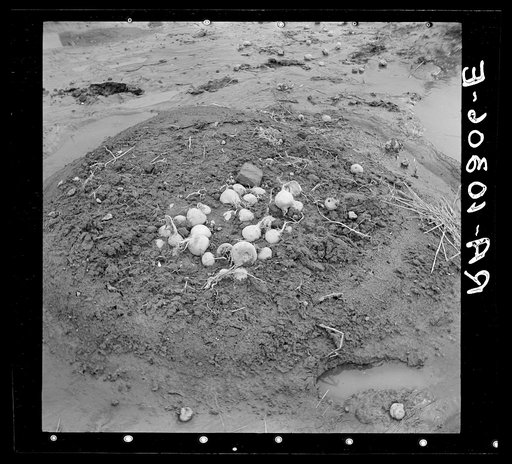 Turnips uprooted by the flood. Point Township, Posey County, Indiana