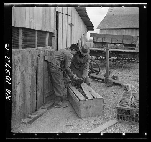 Packing chickens in crates during moving operations of Everett Shoemaker, tenant farmer. Near Shadeland, Indiana