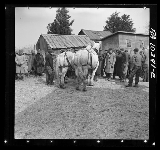 A team of horses being auctioned off at the closing-out sale of Frank Sheroan, tenant farmer. Near Montmorenci, Indiana