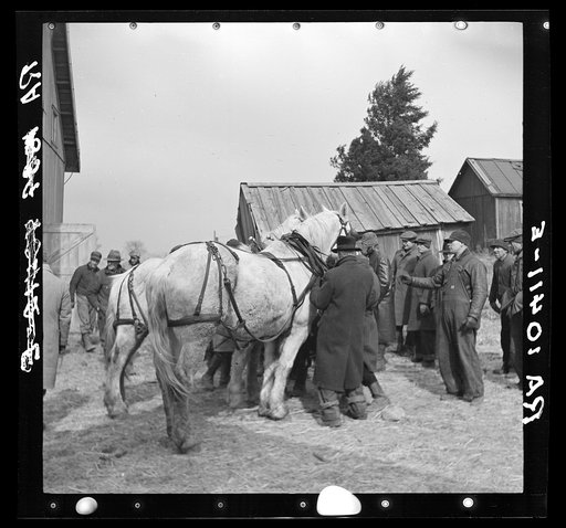 Auctioning off a team of horses at the closing-out sale of Frank Sheroan, tenant farmer, Near Montmorenci, Indiana