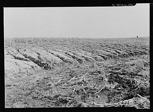 Soil erosion in the cornfield on William Keefe's farm in Benton County, Indiana. Note subsoil, and gradation to fertile topsoil from left to right. This county has the best soil in the state. This field has been in hay or pasture six out of the last sixteen years; the slope at this point in the fiel