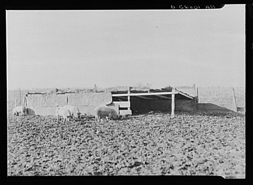 Hog house built by August Feck, tenant farmer, near Templeton, Indiana. Feck has been a tenant on this farm for the past twelve years and has had to do much building and repairing at his own expense, but he has never been given more than a one year lease