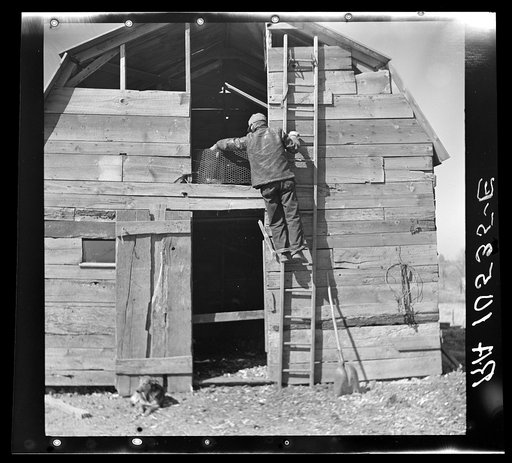 Erasty Emrich climbing a ladder to the loft of the barn he built himself. Near Battle Ground, Indiana