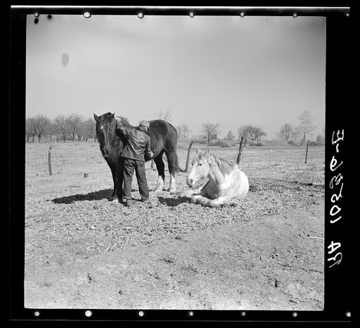Erasty Emrich, tenant farmer near Battle Ground, Indiana, currying one of his horses