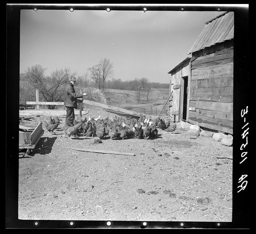 Fifty-one year old tenant farmer Erasty Emrich feeding his chickens on his farm. Near Battle Ground, Indiana