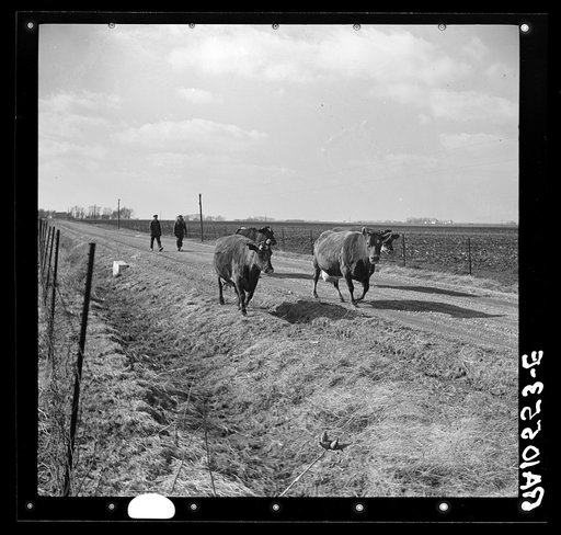 Driving cows from one farm to another during moving operations of Charles Miller. Miller, for twelve years a hired hand, has now rented a farm for himself. Northeast of Fowler, Indiana