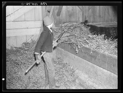 6:30 p.m. Tip Estes' son, Charles, putting hay in the manger for the cattle. Near Fowler, Indiana