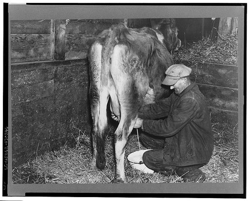 Tip Estes, tenant farmer near Fowler, Indiana, milking a cow