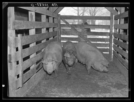 Sows on scales. Aledo, Illinois stockyards