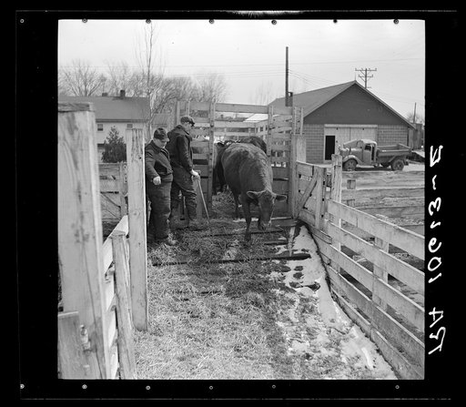 Cattle being unloaded from a truck. Aledo, Illinois