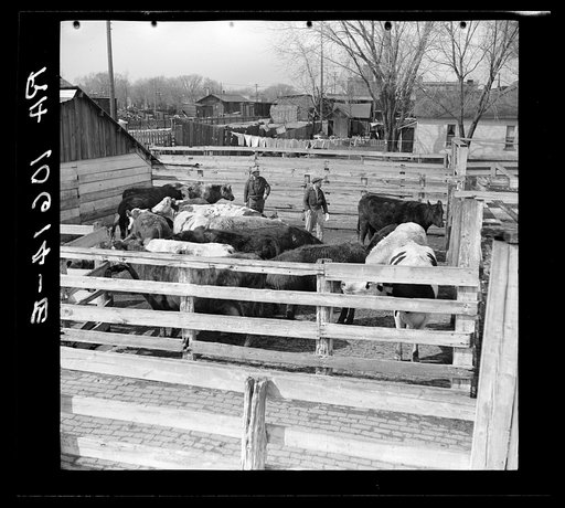 Cattle and attendants in the stockyards at Aledo, Illinois