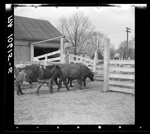 Cattle being driven to the weighing scales. Aledo stockyards, Illinois