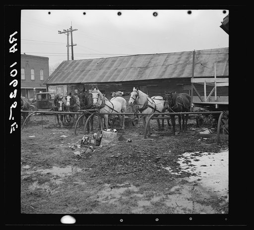 Horses tied to hitching posts. Joy, Illinois