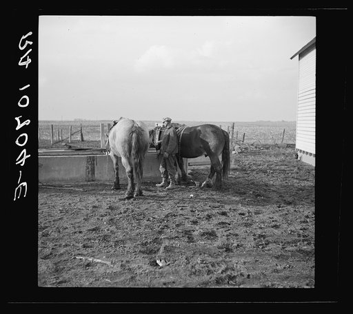 6:00 a.m. Tip Estes waters his horses before hitching them to a wagon. Near Fowler, Indiana