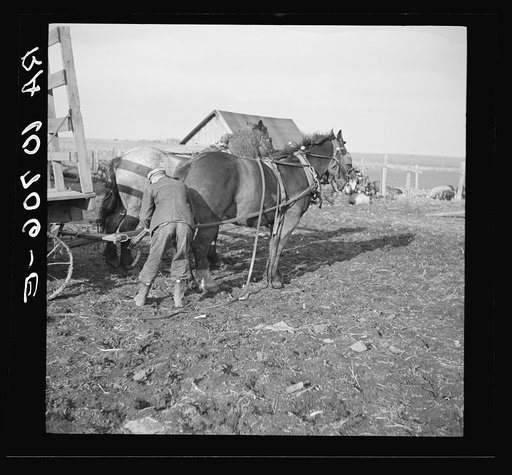 Tip Estes hitching horses to a wagon. Near Fowler, Indiana