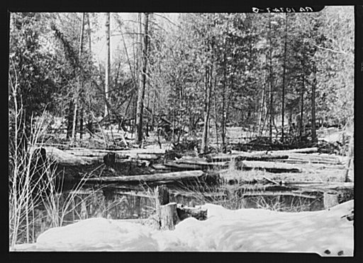 Log left by loggers, and some dead falls in the forest near Iron River, Michigan. Forest's second growth