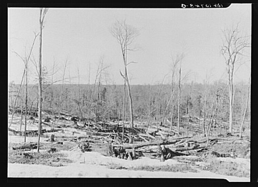 Condition of forest as left by one of the lumbering companies operating at the present time. No attempt is made to clean up. "The price of lumber would skyrocket," said the foreman of this lumber company. Land in this condition is resold to individuals who cut up what is suitable for cordwood. Then 