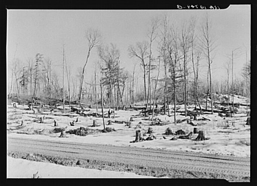 Land which has recently been cut over by a logging company. Forest County, Wisconsin