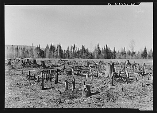 The cemetery of the forest. A stump prairie. This land has been cleared. After the stumps are pulled the land will be used for farming. Near Nelma, Wisconsin