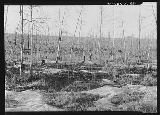 Land which has been cut over and burned over. After a fire the poplar seems to grow up; most of the land is covered with this scraggly growth of inferior timber. Near Nelma, Wisconsin, in Forest County