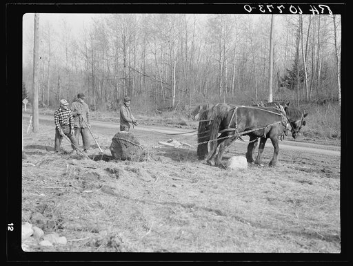 Removing stones from cut-over land. Much of the land near Tipler, Wisconsin, is covered with buried stones