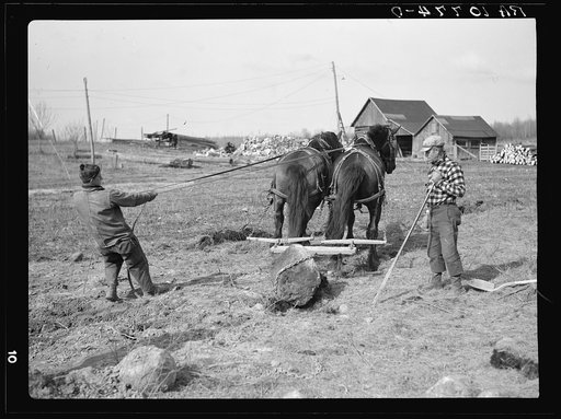 Pulling stones from cut-over land. Forest County, Wisconsin
