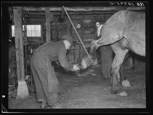 Blacksmith removing shoe from horse. The rope to hold up the hoof is necessary when shoeing an unruly horse. Forest County, Wisconsin. Lumber camp