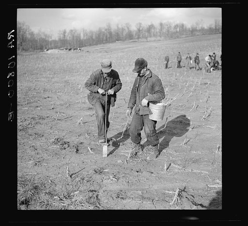 Planting trees on the Martin County development project. Indiana