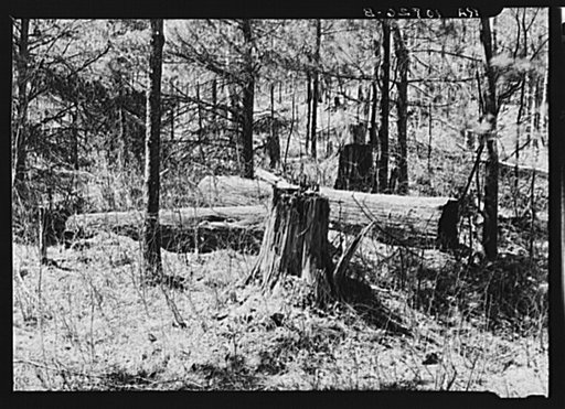 Old white pine logs and stumps left in the woods by logging operations. Near Gibbs City, Michigan
