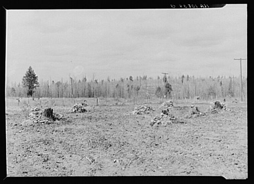 Piles of rock which have been cleared off a two-acre tract on Sando Evanoff's farm. Iron County, Michigan
