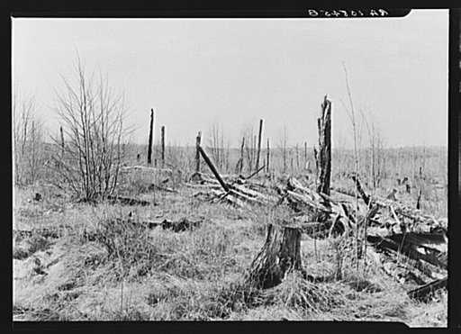 Cut-over land on the road between Iron River, Michigan, and Tipler, Wisconsin