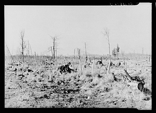 Cut-over land on the road between Iron River, Michigan, and Tipler, Wisconsin
