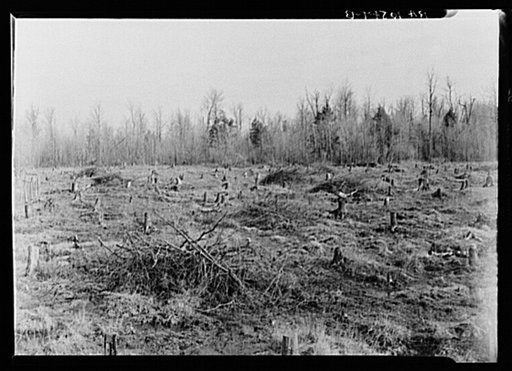Land from which brush is being removed. Iron County, Michigan