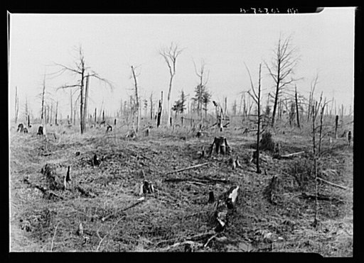 Cut-over and burned-over land along the road between Iron River, Michigan, and Nelma, Wisconsin