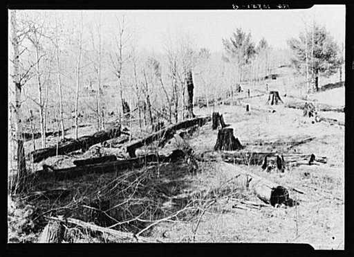 Logs left in the woods by logging operations, illustrating the great waste of timber accompanying private ownership and exploitation. It was common practice for operators to buy a forty-acre tract of timberland and steal timber from adjacent lands. Wisconsin