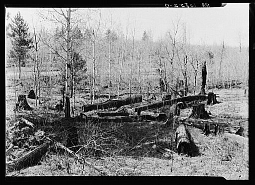Logs left in the woods by logging operations, illustrating the great waste of timber accompanying private ownership and exploitation. Wisconsin
