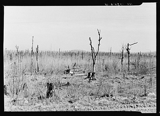 Cut-over and burned-over land along K Highway. Forest County, Wisconsin