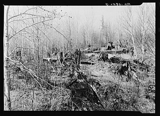 Rotting logs and stumps left by the first exploitation of virgin timber (white pine). It was a common practice to use only the part of the tree to the first limb, the rest was left to rot. In most cases this resulted in wastage of about two thirds. On K Highway, Forest County, Wisconsin